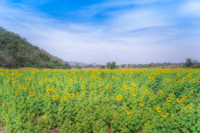 Scenic view of yellow flowers growing on field against sky