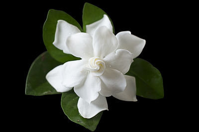 Close-up of white rose against black background