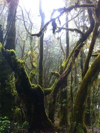 Trees growing in forest