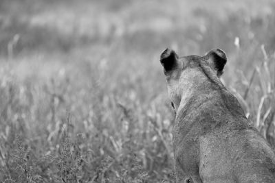 Lioness sitting on grassy field