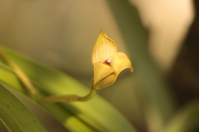 Close-up of yellow flower