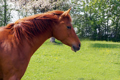 Close-up of a horse on field