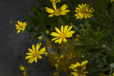 Close-up of yellow flowering plant