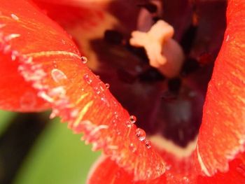 Close-up of red flower