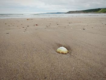 Surface level of shells on beach