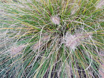 High angle view of succulent plant on field