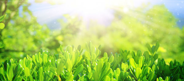 Close-up of fresh green plants on field during sunny day