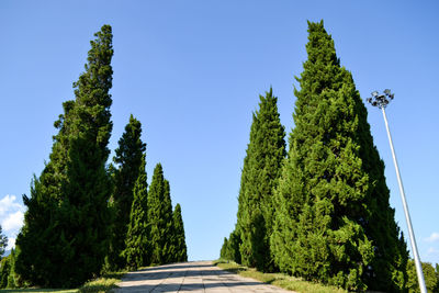 Low angle view of trees against clear blue sky