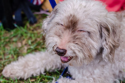 Portrait of dog sticking out tongue