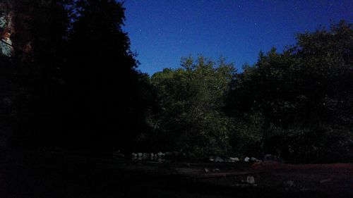 Trees against sky at night