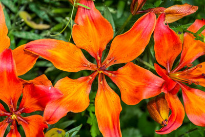 Close-up of orange day