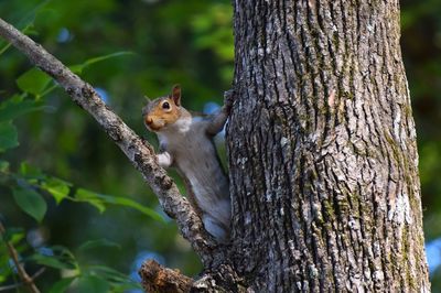 Squirrel on tree trunk