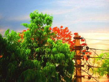 Plants and trees against sky