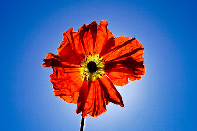 Low angle view of hibiscus blooming against clear blue sky