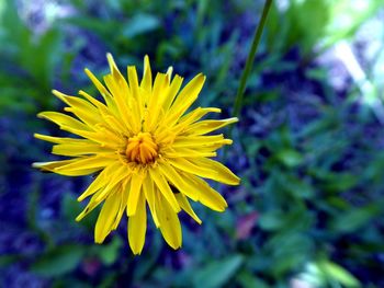 Close-up of yellow flowering plant