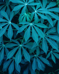 Closeup green leaves nature and dark tone background concept