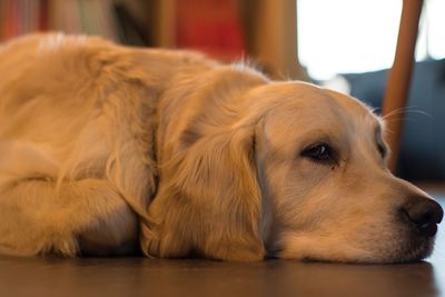 Close-up of dog