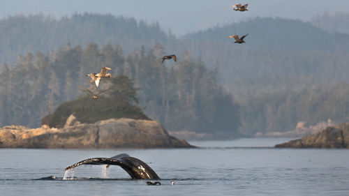 View of birds flying over sea