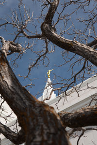 Low angle view of tree