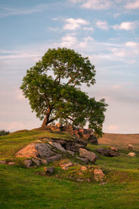 Tree on field against sky