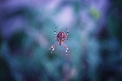 Close-up of spider on web