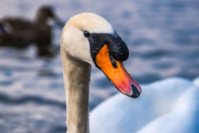 Close-up of swan swimming in lake