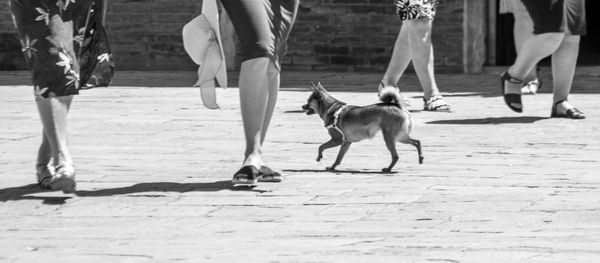 Low section of man with dog walking on zebra crossing