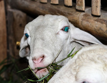 Close-up of white horse