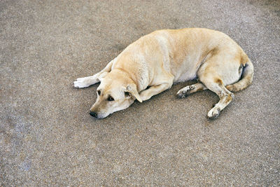 High angle view of a dog sleeping