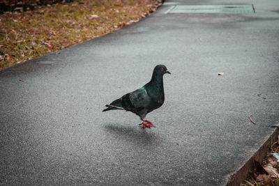 High angle view of duck on street