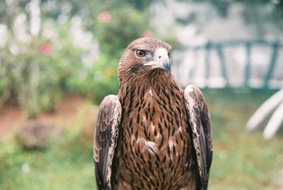 Close-up of owl