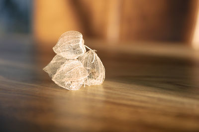 Close-up of dried leaf on floor