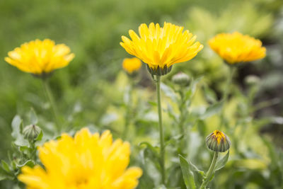 Close-up of yellow flowering plant on field