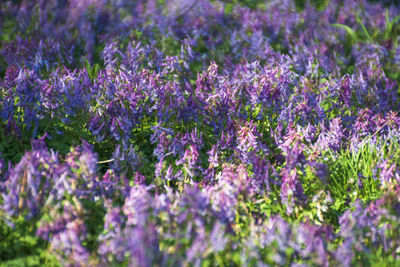 Close-up of purple flowering plants on field