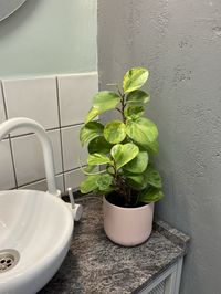 Close-up of potted plant against wall at home