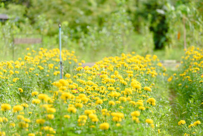 Yellow flowering plants on field