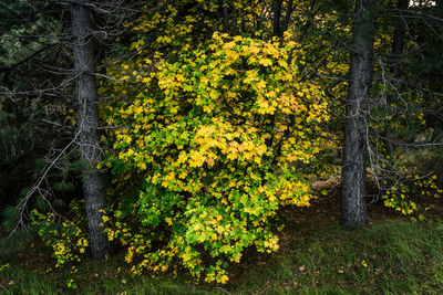 Yellow flowering trees in forest