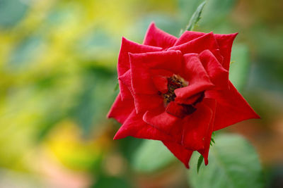 Close-up of red rose