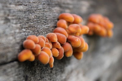 Close-up of orange mushrooms on wood