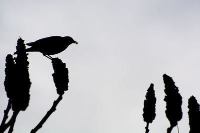 Low angle view of silhouette bird against clear sky