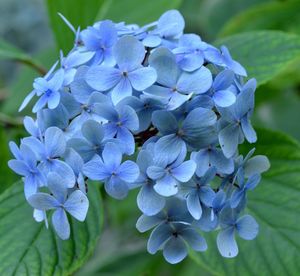 Close-up of blue flowering plant
