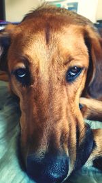 Close-up portrait of dog