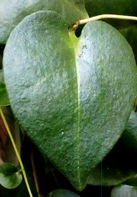 Close-up of leaves