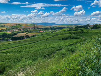 Scenic view of agricultural field against sky