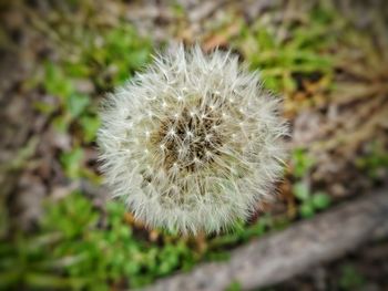 Close-up of dandelion flower