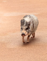 High angle view of piglet walking on sand