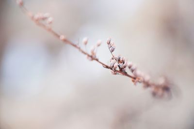 Close-up of insect on plant