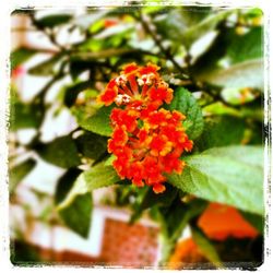 Close-up of red flowers