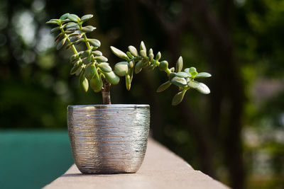 Close-up of small potted plant