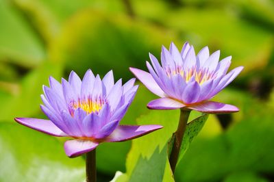 Close-up of flower blooming outdoors